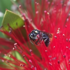 Hylaeus (Hylaeorhiza) nubilosus (A yellow-spotted masked bee) at Mount Ainslie to Black Mountain - 19 Nov 2020 by PeterA