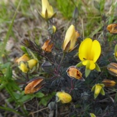 Gompholobium minus (Dwarf Wedge Pea) at Yass River, NSW - 18 Nov 2020 by SenexRugosus