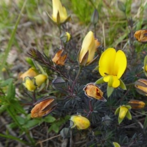 Gompholobium minus at Yass River, NSW - 19 Nov 2020