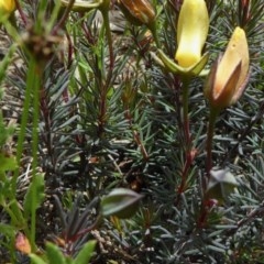 Gompholobium minus at Yass River, NSW - 19 Nov 2020