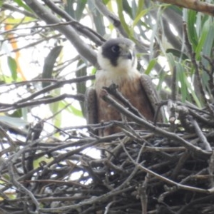 Falco longipennis at Kambah, ACT - suppressed