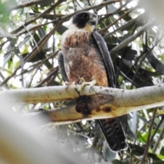 Falco longipennis at Kambah, ACT - suppressed