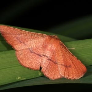 Aglaopus pyrrhata at Melba, ACT - 12 Nov 2020