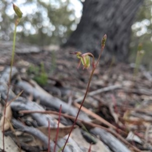 Caleana minor at Currawang, NSW - 19 Nov 2020