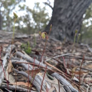 Caleana minor at Currawang, NSW - 19 Nov 2020