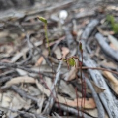 Caleana minor at Currawang, NSW - 19 Nov 2020