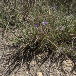 Dianella revoluta var. revoluta at Currawang, NSW - 18 Nov 2020