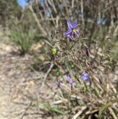 Dianella revoluta var. revoluta at Currawang, NSW - 18 Nov 2020