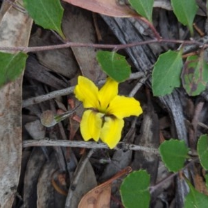 Goodenia hederacea at Currawang, NSW - 19 Nov 2020