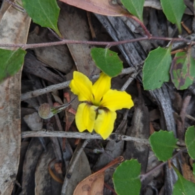 Goodenia hederacea (Ivy Goodenia) at Currawang, NSW - 18 Nov 2020 by camcols