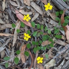 Goodenia hederacea at Currawang, NSW - 19 Nov 2020