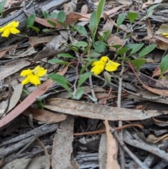 Goodenia hederacea at Currawang, NSW - 19 Nov 2020