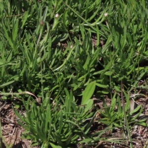 Rutidosis leiolepis at Adaminaby, NSW - 15 Nov 2020