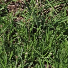 Rutidosis leiolepis at Adaminaby, NSW - 15 Nov 2020