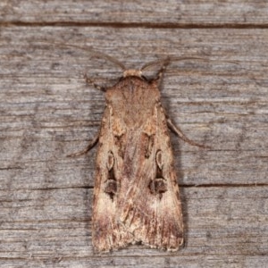 Agrotis munda at Melba, ACT - 12 Nov 2020