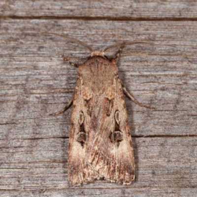 Agrotis munda (Brown Cutworm) at Melba, ACT - 11 Nov 2020 by kasiaaus