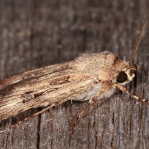 Agrotis munda at Melba, ACT - 12 Nov 2020