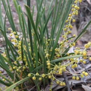 Lomandra filiformis at Currawang, NSW - suppressed