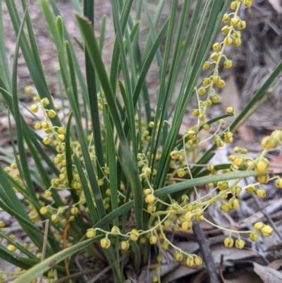 Lomandra filiformis (Wattle Mat-rush) at Currawang, NSW - 18 Nov 2020 by camcols