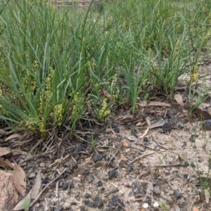 Lomandra filiformis at Currawang, NSW - suppressed