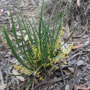 Lomandra filiformis at Currawang, NSW - suppressed