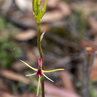 Cryptostylis leptochila (Small Tongue Orchid) at Penrose - 19 Nov 2020 by Aussiegall