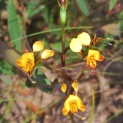 Diuris semilunulata (Late Leopard Orchid) at Cotter River, ACT - 18 Nov 2020 by Harrisi