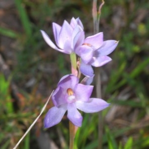 Thelymitra sp. (nuda complex) at Cotter River, ACT - 18 Nov 2020