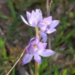 Thelymitra sp. (nuda complex) at Cotter River, ACT - suppressed