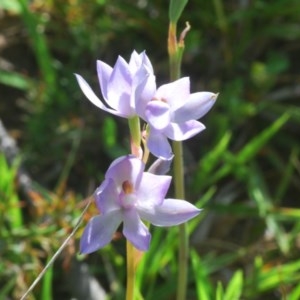 Thelymitra sp. (nuda complex) at Cotter River, ACT - suppressed