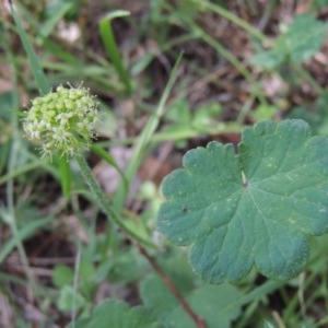 Hydrocotyle laxiflora at Conder, ACT - 18 Nov 2020