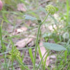 Hydrocotyle laxiflora at Conder, ACT - 18 Nov 2020