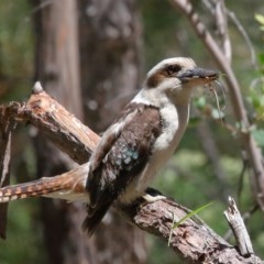 Dacelo novaeguineae at Acton, ACT - 17 Nov 2020 02:10 PM