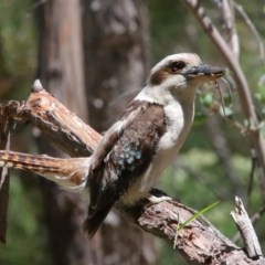 Dacelo novaeguineae at Acton, ACT - 17 Nov 2020 02:10 PM