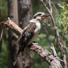 Dacelo novaeguineae at Acton, ACT - 17 Nov 2020 02:10 PM