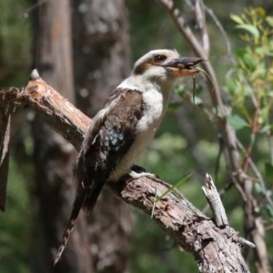 Dacelo novaeguineae at Acton, ACT - 17 Nov 2020 02:10 PM