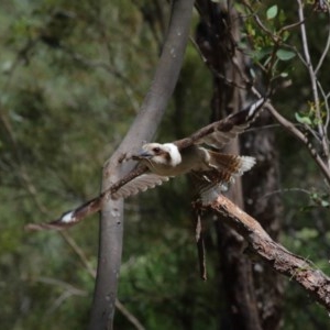 Dacelo novaeguineae at Acton, ACT - 17 Nov 2020 02:10 PM