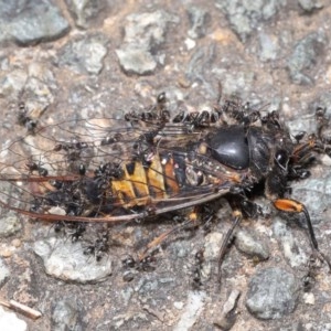 Iridomyrmex sp. (genus) at Acton, ACT - 18 Nov 2020