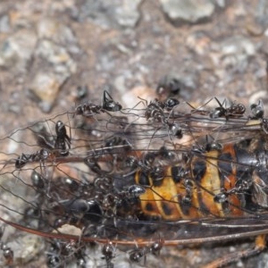 Iridomyrmex sp. (genus) at Acton, ACT - 18 Nov 2020