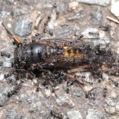 Iridomyrmex sp. (genus) at Acton, ACT - 18 Nov 2020 11:31 AM