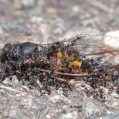 Iridomyrmex sp. (genus) at Acton, ACT - 18 Nov 2020