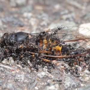 Iridomyrmex sp. (genus) at Acton, ACT - 18 Nov 2020