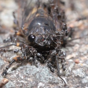 Iridomyrmex sp. (genus) at Acton, ACT - 18 Nov 2020