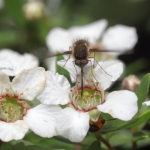 Bombyliidae (family) at Acton, ACT - 18 Nov 2020