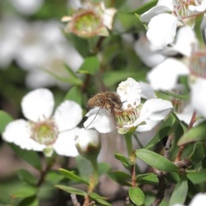 Bombyliidae (family) at Acton, ACT - 18 Nov 2020