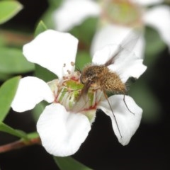 Bombyliidae (family) at Acton, ACT - 18 Nov 2020