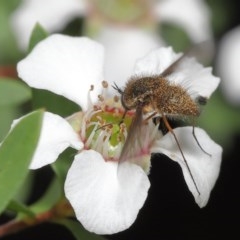 Bombyliidae (family) at Acton, ACT - 18 Nov 2020