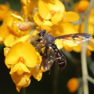 Daptolestes sp. (genus) at Acton, ACT - 17 Nov 2020