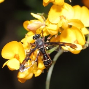 Daptolestes sp. (genus) at Acton, ACT - 17 Nov 2020