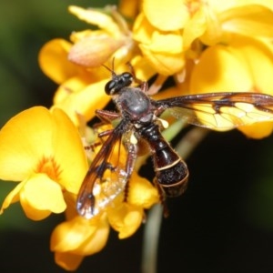 Daptolestes sp. (genus) at Acton, ACT - 17 Nov 2020